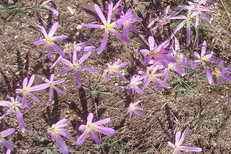 [025+-+merendeira+III.jpg]