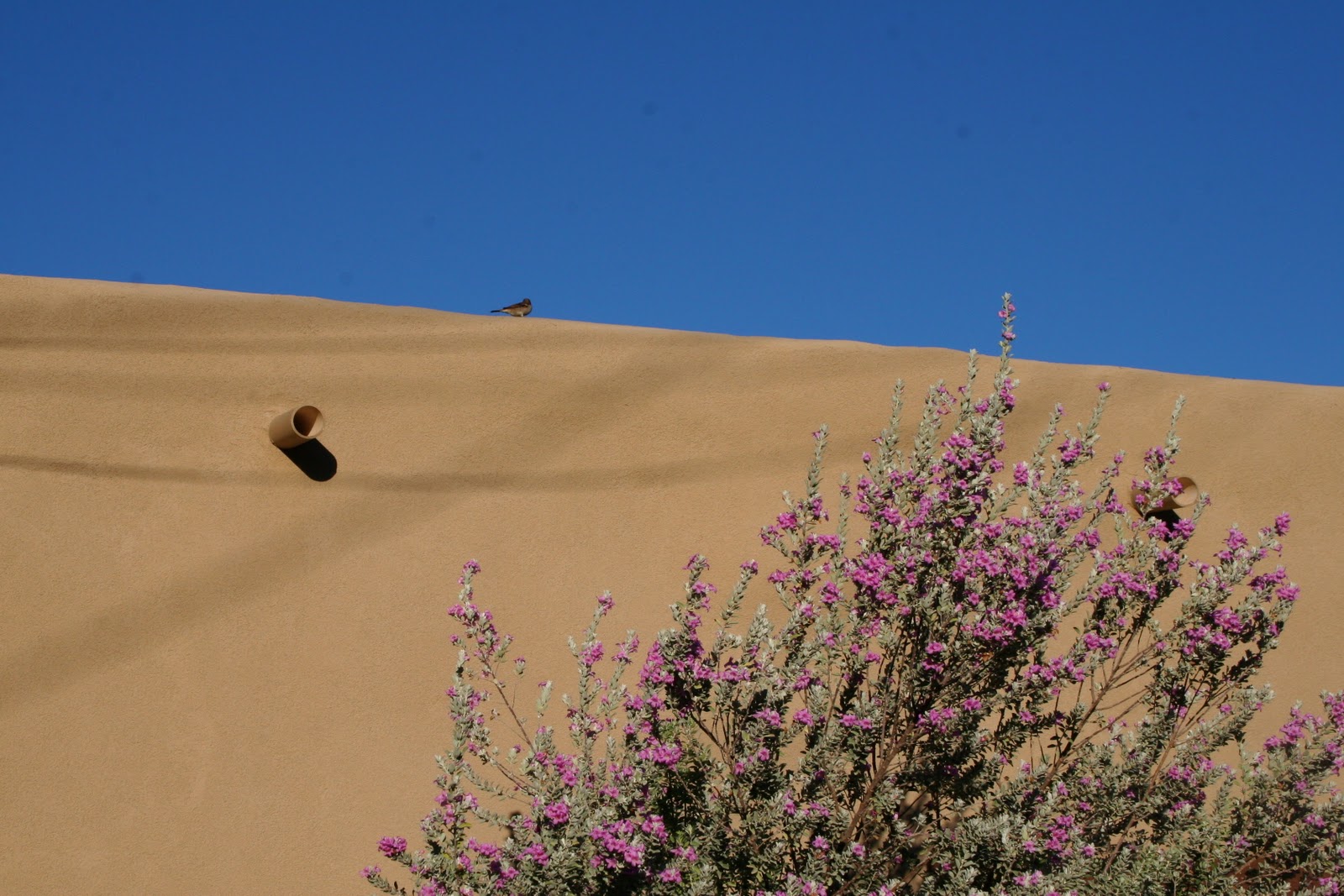Shelly Norton Photography A Few Reasons I'm Loving New Mexico
