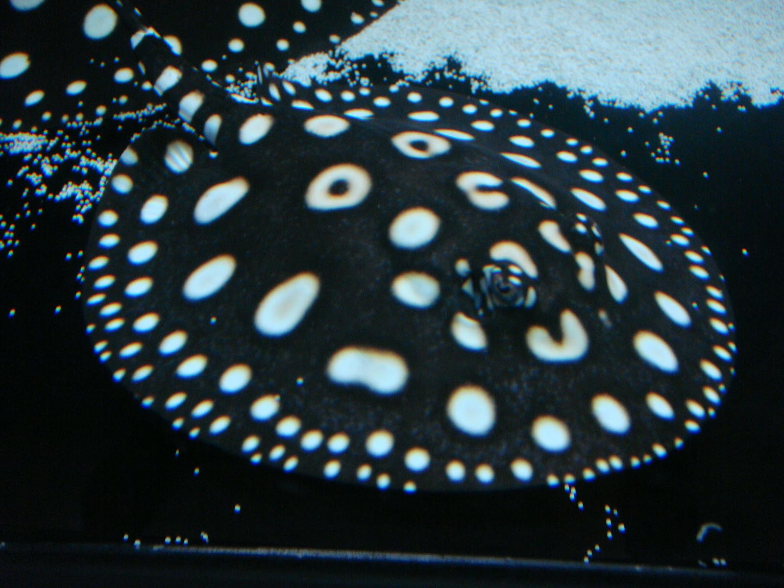 Black Diamond Freshwater Stingrays Black Diamond Stingrays