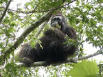 Orangutan hitam, Pongo Pygmaeus Moro  di Kaltim?