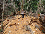 Malinau illegal logging