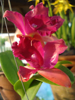 Orkid Cattleya
