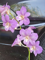 Dendrobium Purple