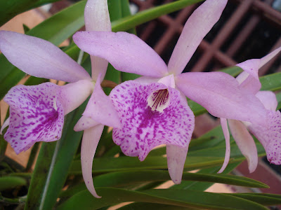 Lukisan Bunga Orkid Malaysia Cikimm Com