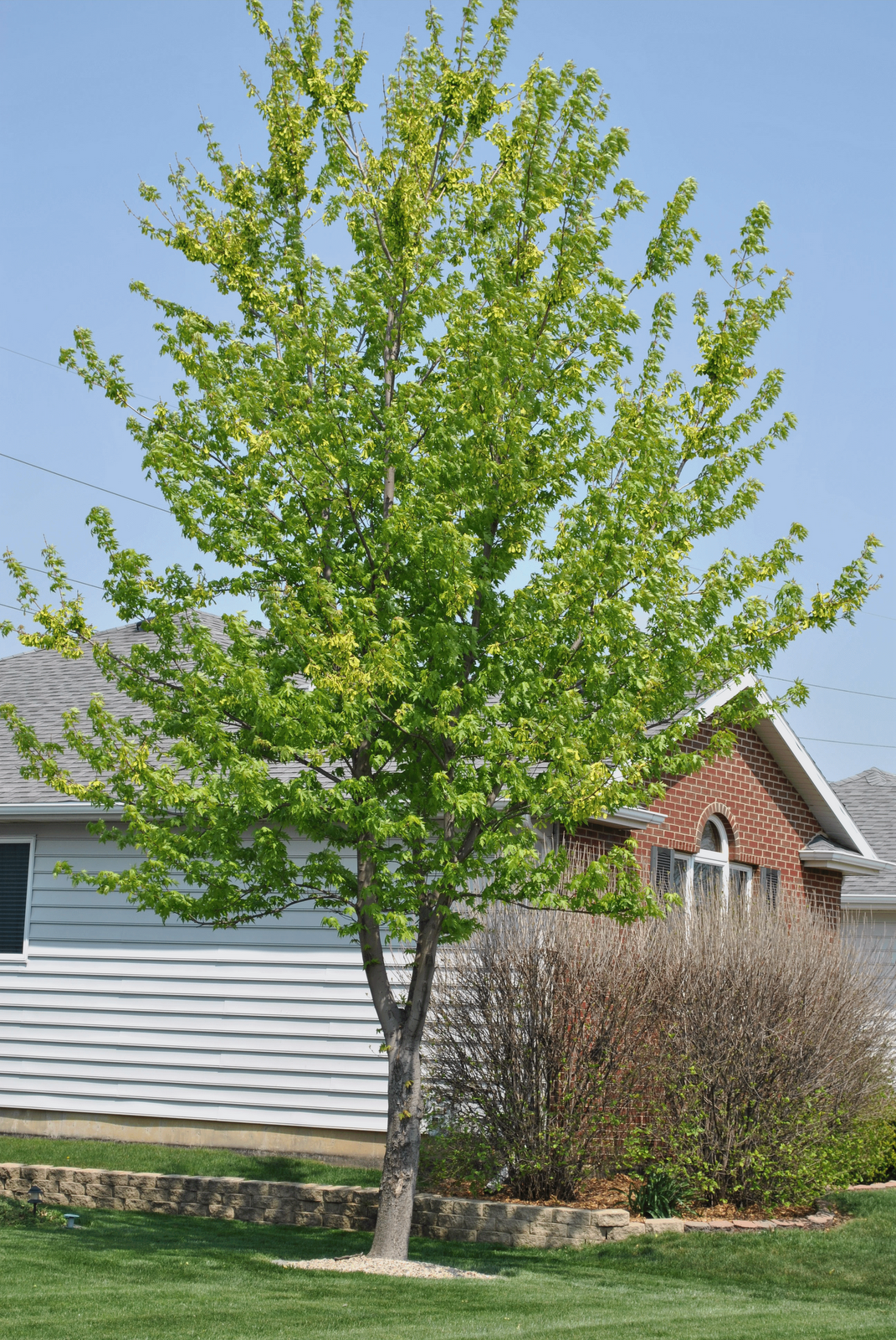 Young Silver Maple Tree