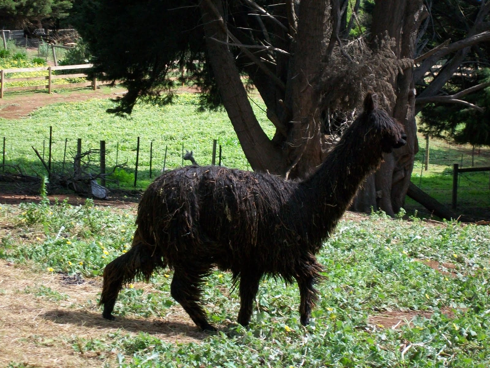 Beautyrest black suri Clearance