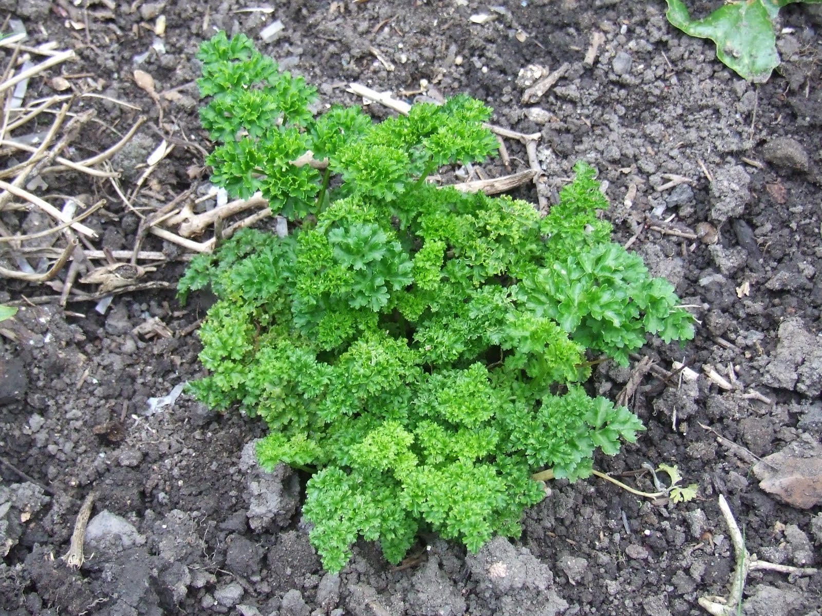My gardening and beekeeping Forum Rocket is rocketing and the parsley is curling