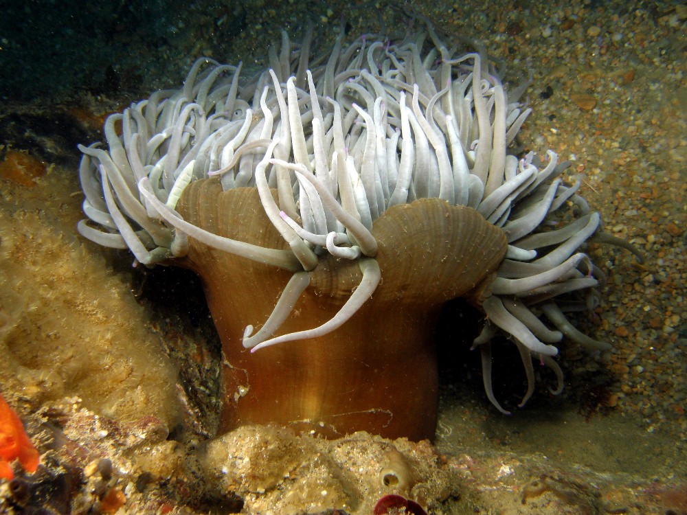 Iluminación Profunda: Anémona de mar común