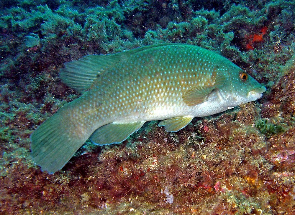 Iluminación Profunda: Labrus merula (Merlo o Pinto)