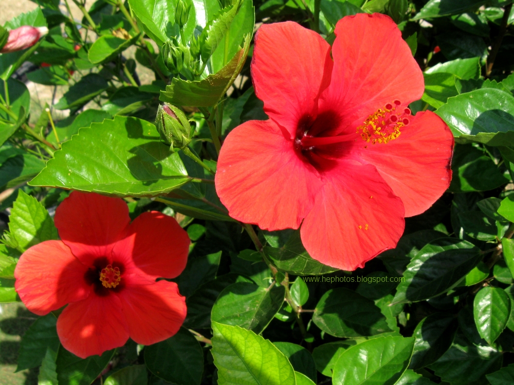 another amateur photographer red hibiscus flowers another amateur photographer red hibiscus flowers