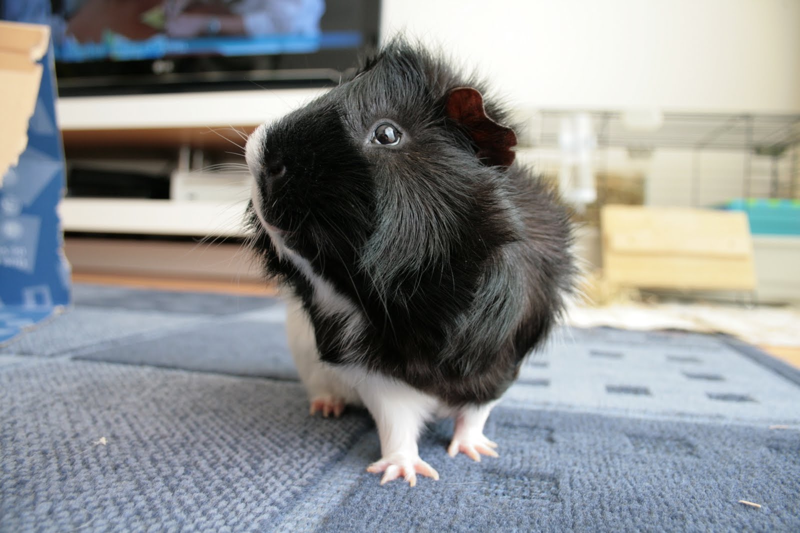 Cochon D Inde Noir Et Blanc Un garenne sur le sofa: Mon voisin de tapis