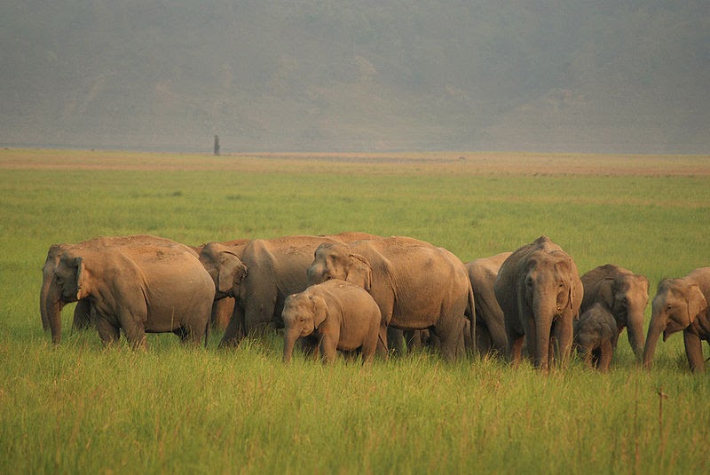 Clube do Simba GESTAÇÃO DE ELEFANTE