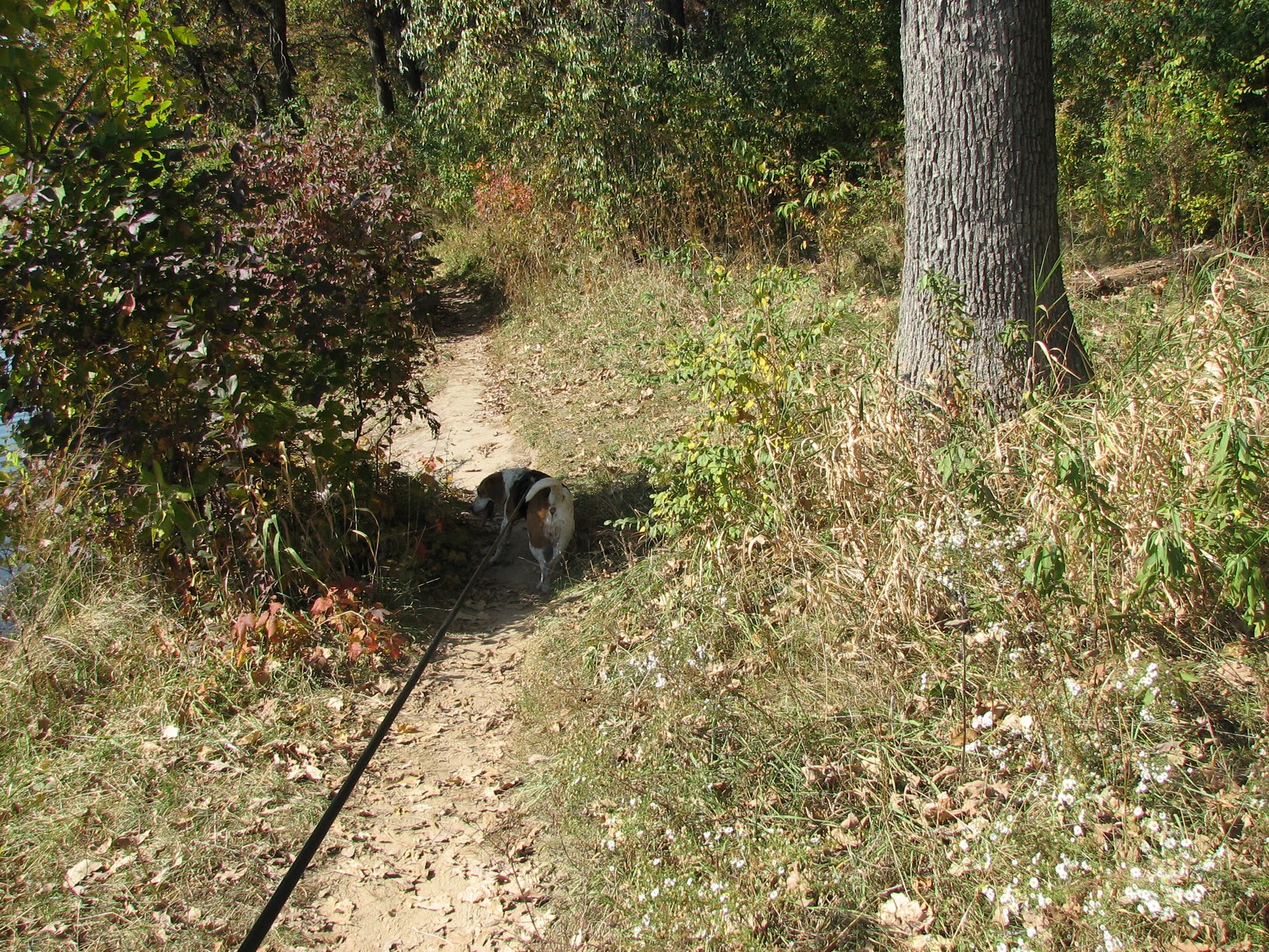 Musings from Illinois Rock Cut State Park 10910