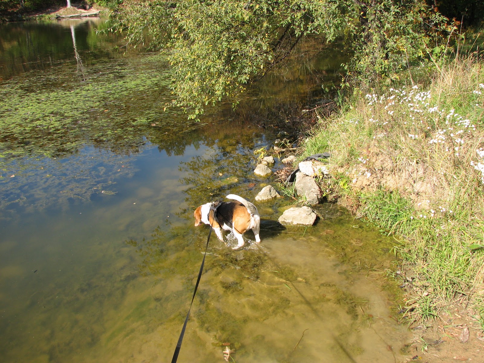 Musings from Illinois Rock Cut State Park 10910