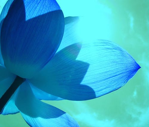 picture beautiful-blue-lotus-flower-petals-photo