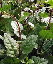 Basella rubra-Malabar Spinach