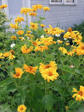 Heliopsis-False Sunflower, Heliopsis