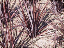 Phormium-New Zealand Flax