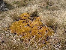 Scleranthus uniflorus-New Zealand Moss