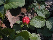Duchesnea indica-Mock Strawberry