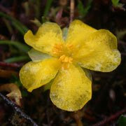 Hibbertia procumbens-Spreading Guinea Flower