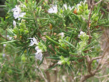 Rosmarinus officinalis-Trailing Rosemary