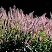 Pennisetum alopecuroides “Moudry”-Black Fountain Grass