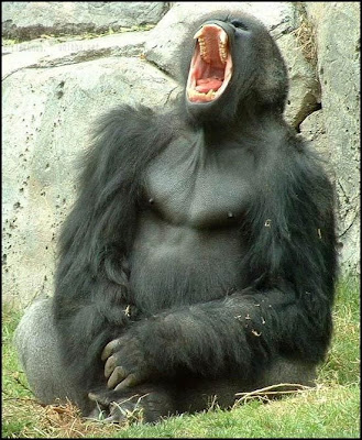 gorila%2Bgritando.jpg