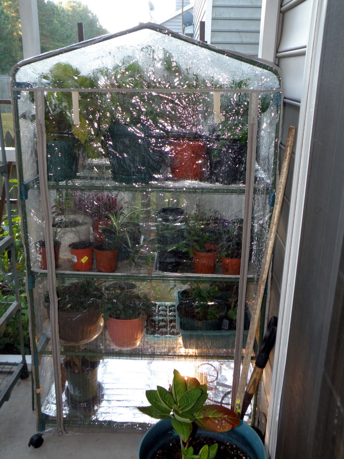 My Carolina Yard Patio greenhouse