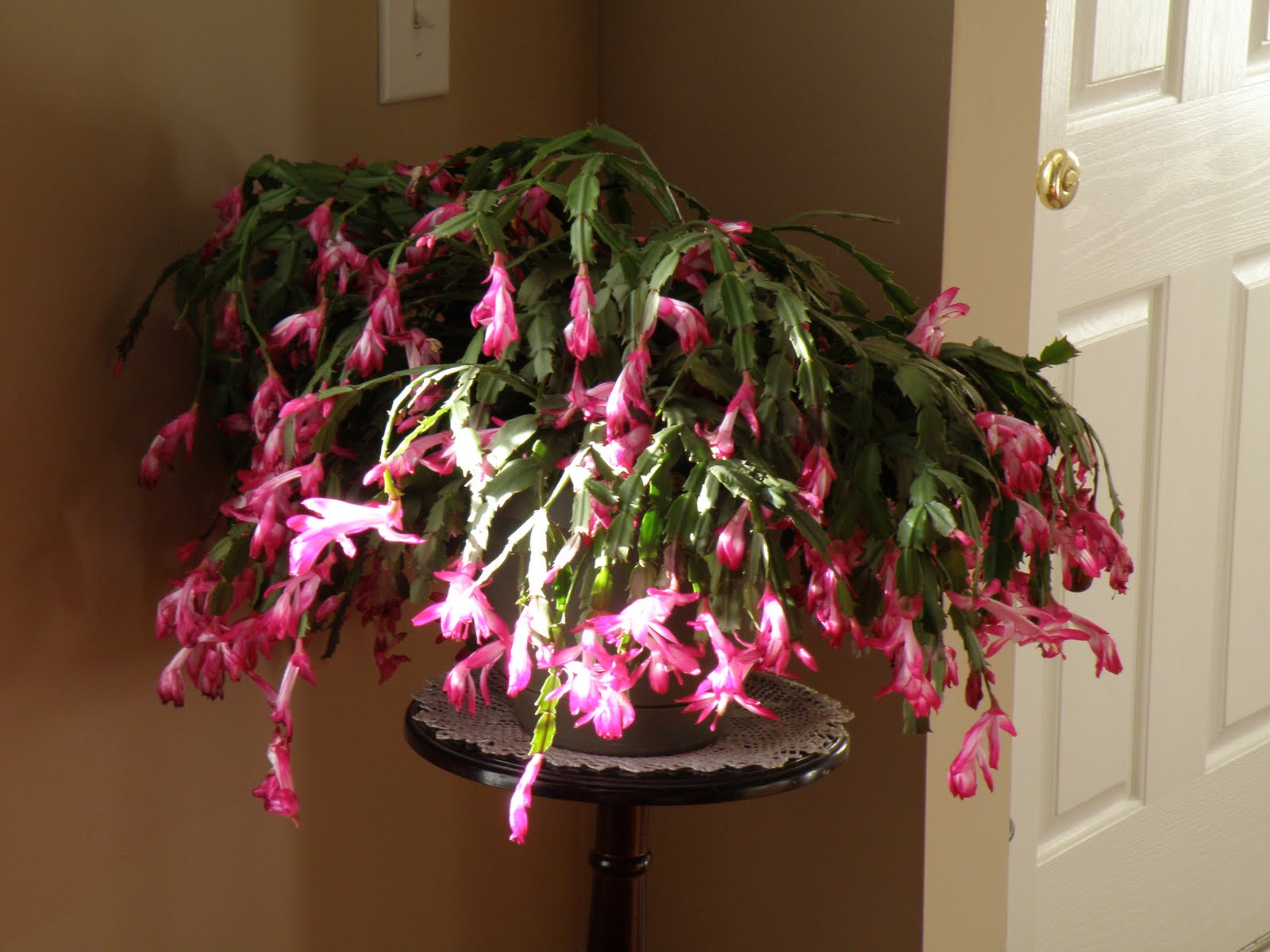 My Carolina Yard Christmas cactus