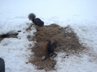 Two squirrels eating the spent grain from yesterday's brew