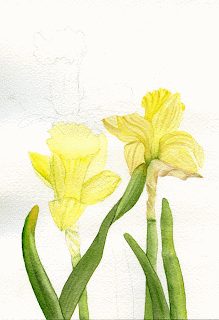 Daffodils flower nature sketchbook