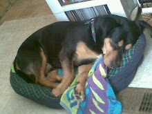 MacDubh on his doggy bed...