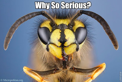 LSAT Blog Diary Supernatural Wasps