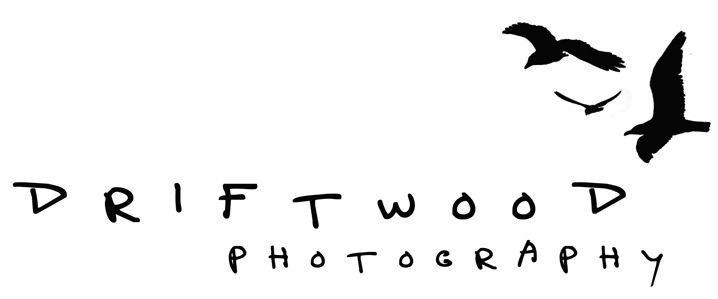 Driftwood Photography