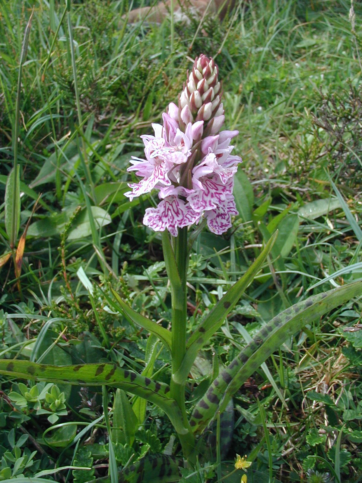 [heath_spotted_orchid.jpg]