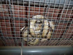snake coop chicken heaven bit determined sort always