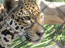 I thought this looked like a cheetah, but the sign said it was a Leopard.