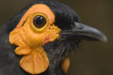 [Lost-World-2-honeyeater.jpg]