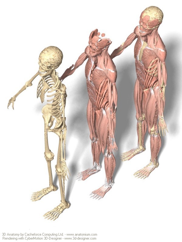 [anatomy.jpg]