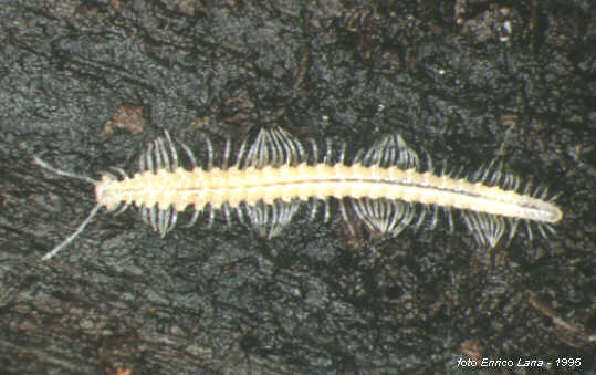 [aus+crossossoma+cavernÃ­cula.jpg]