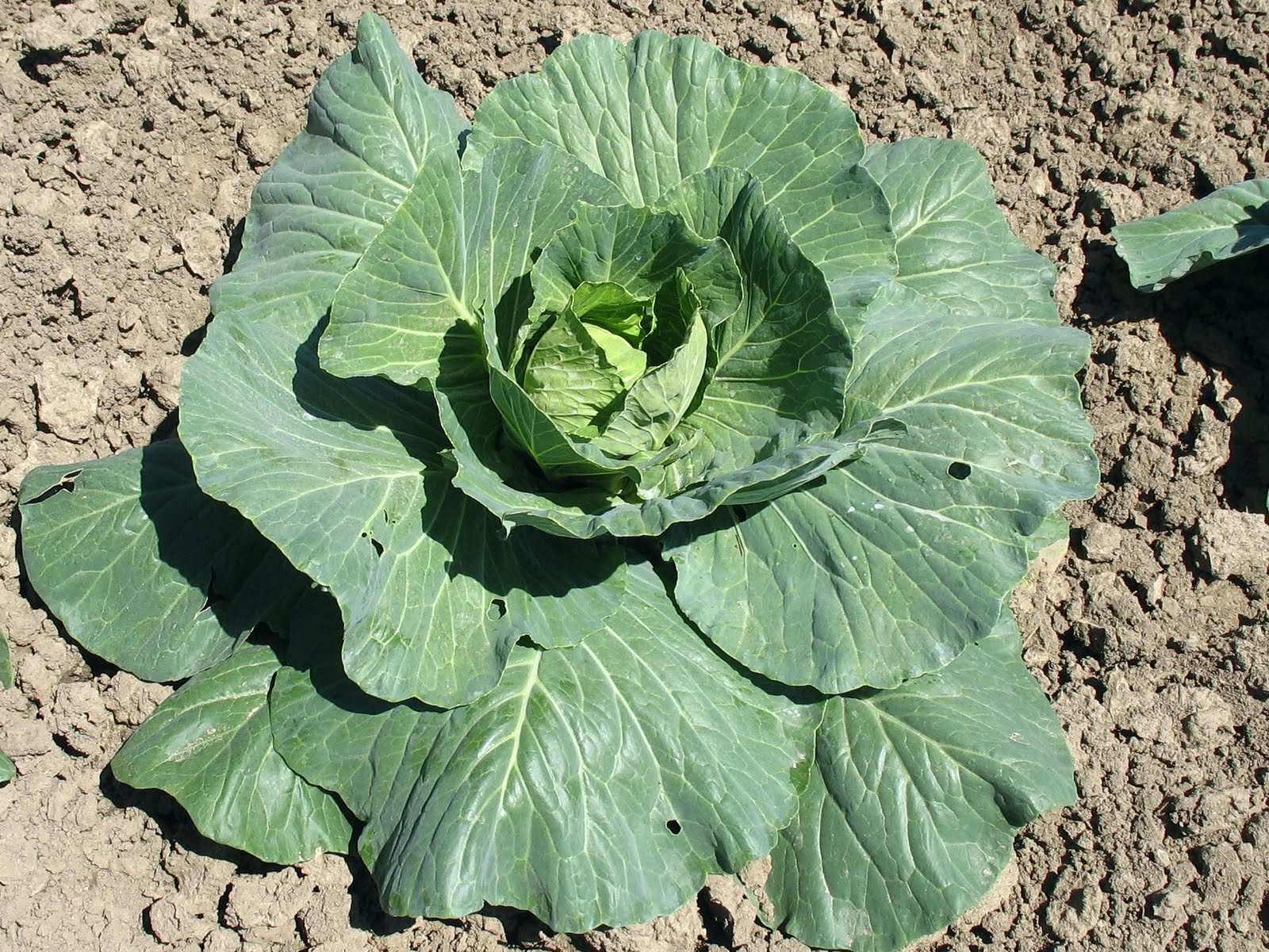Larrys weed free vegetable garden Cabbage