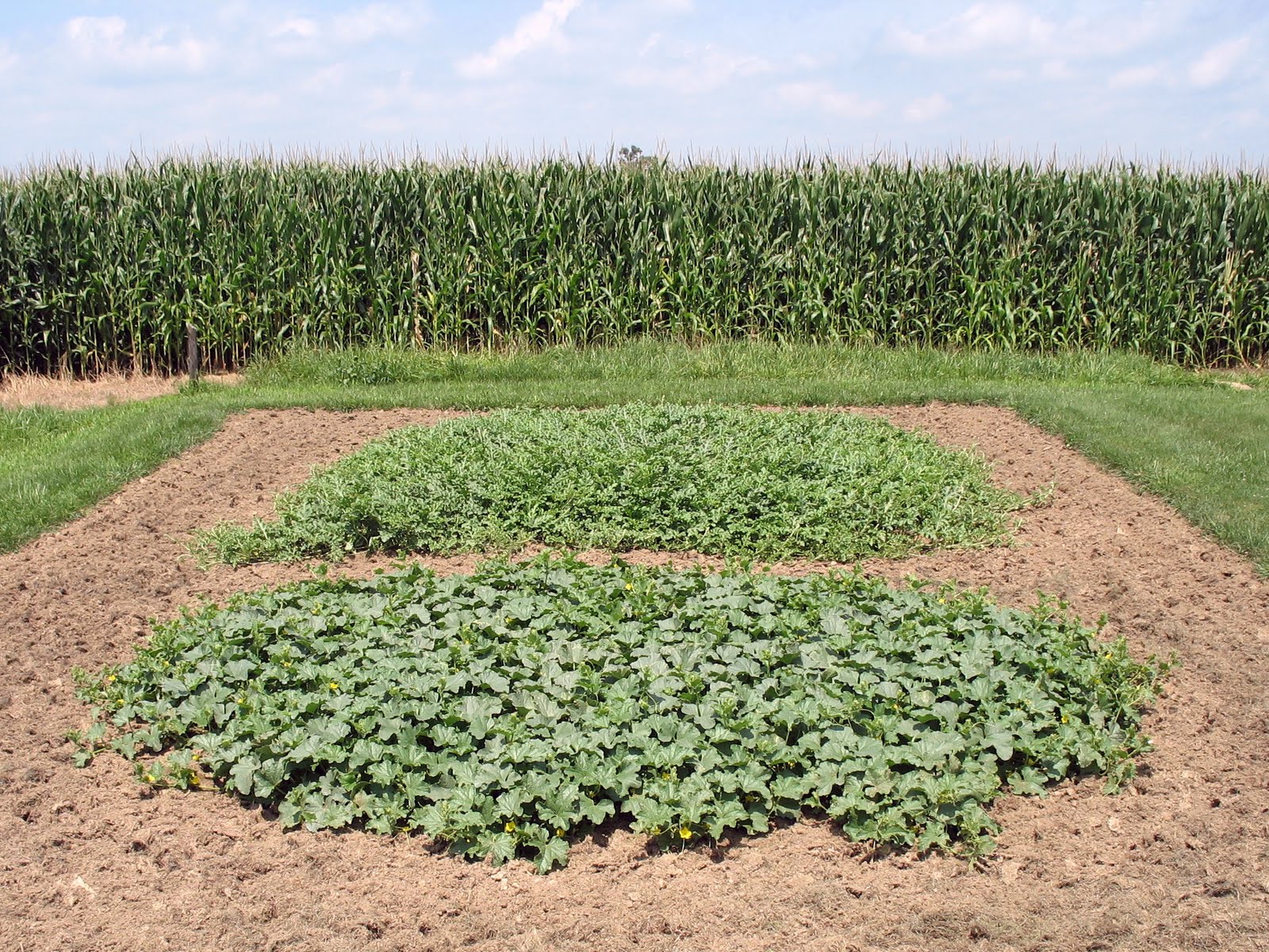 Larrys weed free vegetable garden Melon Patch