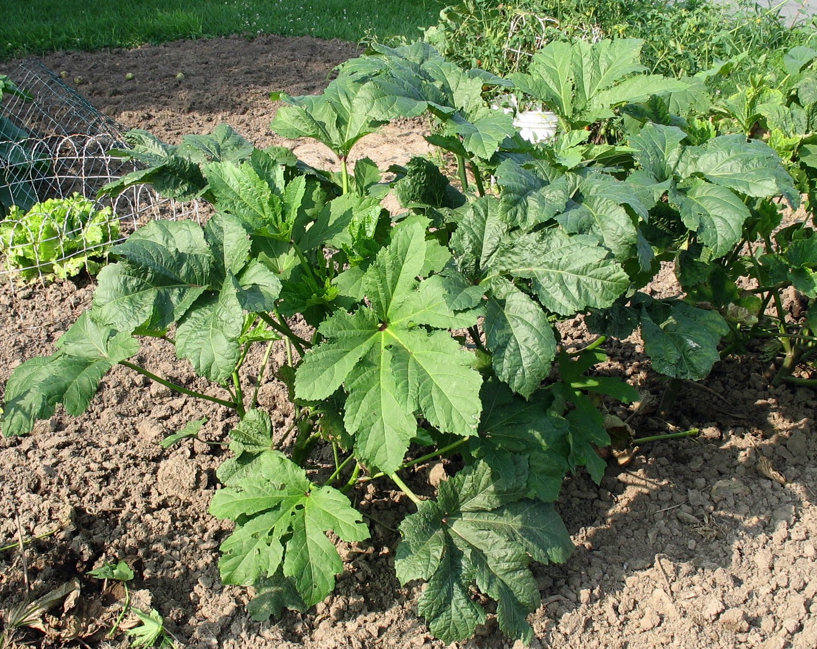 Larrys weed free vegetable garden Okra