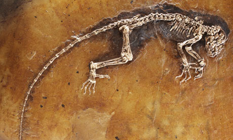 [Ida-the-missing-link-prim-001.jpg]