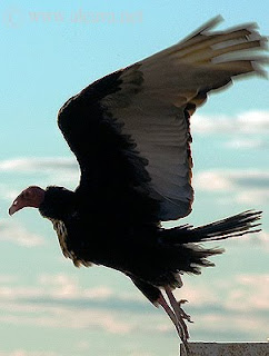 Las alas del Jote tienen una envergadura de hasta 2 metros