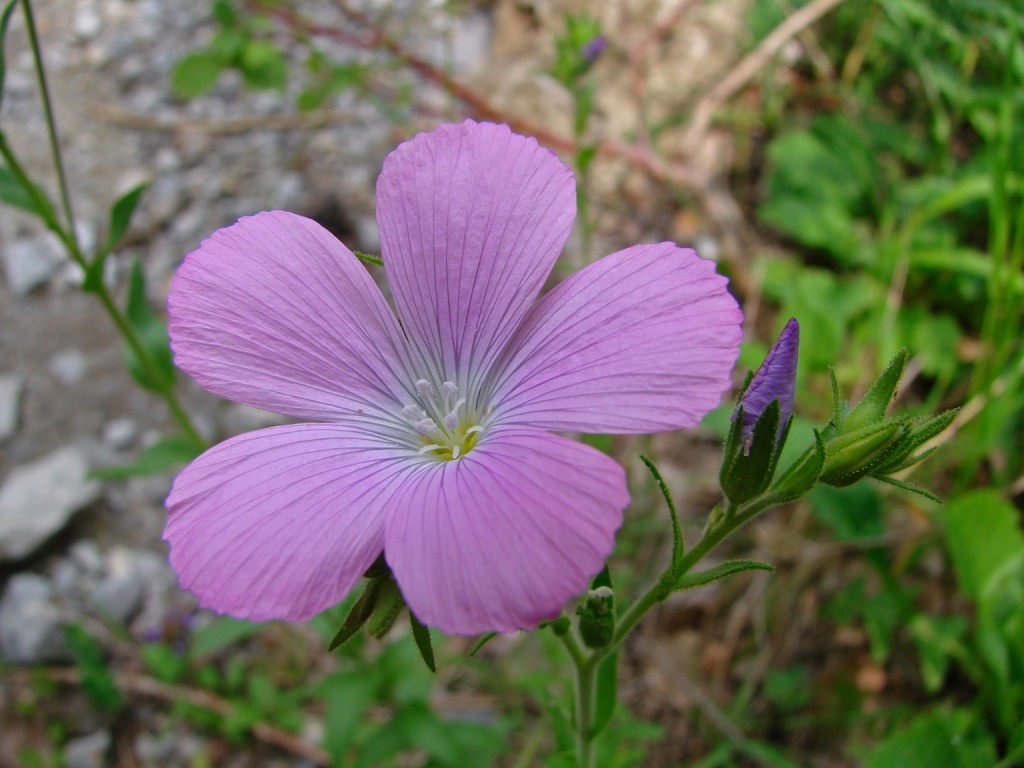 Santialpino Escuain Río Yaga