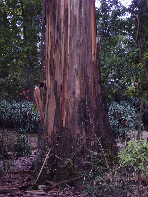 [eucalipto1_peq.JPG]