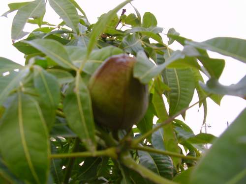 [pachira_inteiro.JPG]