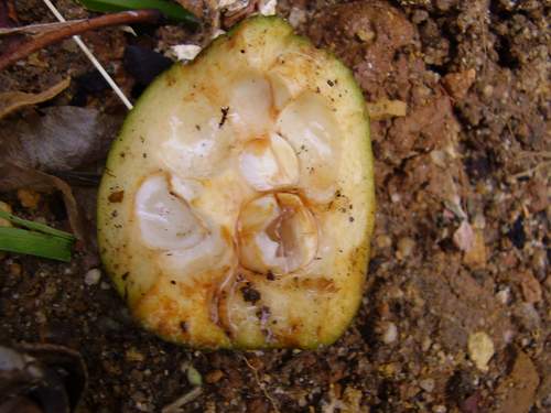 [pachira_partido.JPG]